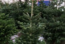 Już po świętach – co zrobić z choinką Wyszków choinka w doniczce