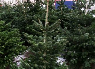 Już po świętach – co zrobić z choinką Wyszków choinka w doniczce