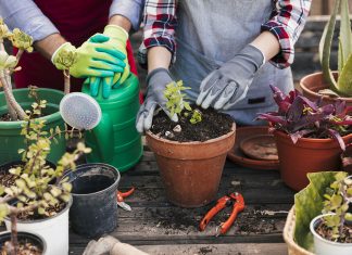 Herbata jako nawóz do podlewania roślin Wyszków ogród