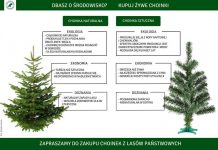 Nadleśnictwo Wyszków informuje – ruszyła sprzedaż choinek Choinki Wyszków nadleśnictwo