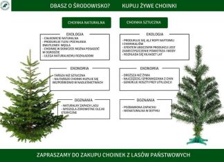 Nadleśnictwo Wyszków informuje – ruszyła sprzedaż choinek Choinki Wyszków nadleśnictwo