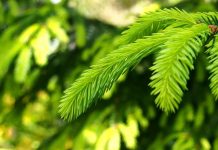 Policja Wyszków. Odblaskowa choinka – wyjątkowa inicjatywa odblaskowa choinka Wyszków