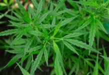 Marihuana Wyszków oraz prawdopodobnie dopalacze. Marihuana Wyszków
