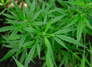 Marihuana Wyszków oraz prawdopodobnie dopalacze. Marihuana Wyszków