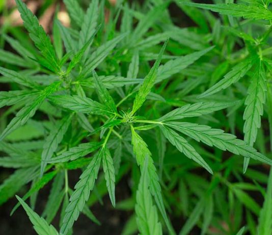 Marihuana Wyszków oraz prawdopodobnie dopalacze. Marihuana Wyszków