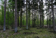 Nadleśnictwo Wyszków odwołuje zakaz wstępu do lasów Nadleśnictwo Wyszków