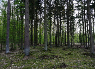 Nadleśnictwo Wyszków odwołuje zakaz wstępu do lasów Nadleśnictwo Wyszków