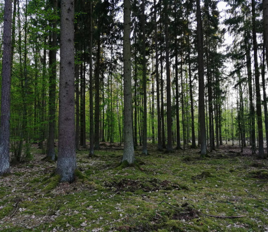 Nadleśnictwo Wyszków odwołuje zakaz wstępu do lasów Nadleśnictwo Wyszków