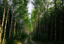 W głębi lasu. Zagubiona grzybiarka Jak nie zgubić się w lesie