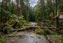 Zakaz wstępu do lasu po ostanich nawałnicach. Wyszków. burza Wyszków, nawałnice w Wyszkowie Wyszków zakaz wstępu do lasu