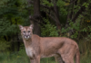 Puma w Wyszkowie. Jest nagranie video pumy z okolic Wyszkowa puma w Wyszkowie