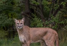 Puma w Wyszkowie. Jest nagranie video pumy z okolic Wyszkowa puma w Wyszkowie