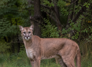Puma w Wyszkowie. Jest nagranie video pumy z okolic Wyszkowa puma w Wyszkowie