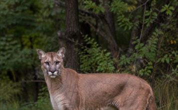 Puma w Wyszkowie. Jest nagranie video pumy z okolic Wyszkowa puma w Wyszkowie