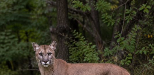 Puma w Wyszkowie. Jest nagranie video pumy z okolic Wyszkowa puma w Wyszkowie