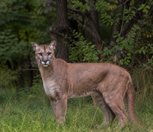 Puma w Wyszkowie. Jest nagranie video pumy z okolic Wyszkowa puma w Wyszkowie