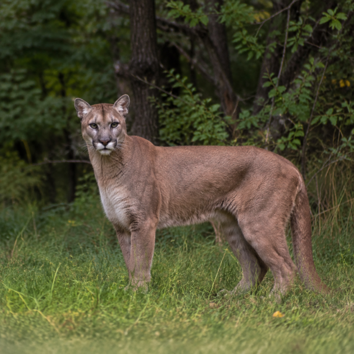 puma w Wyszkowie puma w Wyszkowie