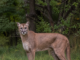 Puma w Wyszkowie. Jest nagranie video pumy z okolic Wyszkowa puma w Wyszkowie